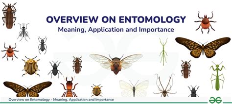  Entomology of Meaning A Thought-Provoking Journey into the Essence of Existence