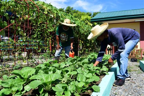  Sustainable Gardening for Filipino Homes: A Journey into Biodiverse Abundance