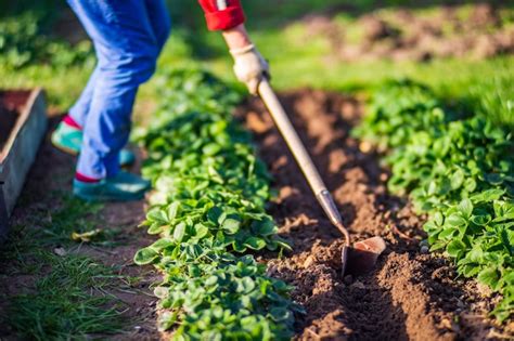  Vegetables Love My Soil: Cultivating Harmony Between Earth and Gardener